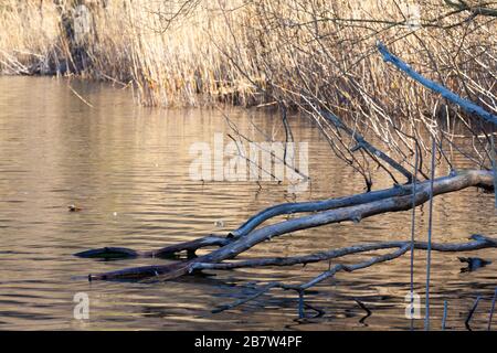 Nemi Seeufer Details im Frühling (niemand um sich herum) Stockfoto