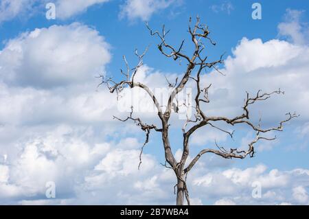 Trockener Baum ohne Himmel und Wolken im Hintergrund Stockfoto