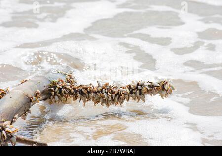 Viele weiße Schalen auf Bambus und Meer. Stockfoto