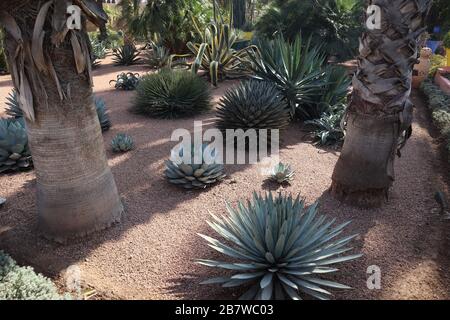 Riesige Kakteen Majorelle Gärten Marrakesch Marokko Stockfoto