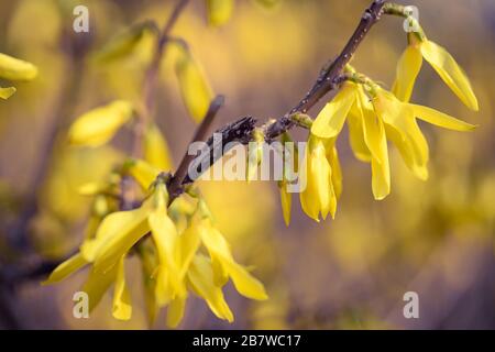 Forsythia blüht auf einem Zweig Stockfoto