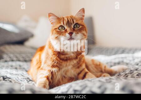 Ingwerkatze entspannt sich auf der Couch im Wohnzimmer, das in lustiger Pose auf der Decke liegt. Haustier, das zu Hause Sonne genießt Stockfoto