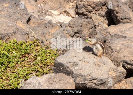 Ein Barbary Ground Squirrel (Atlantoxerus Getulus), das natürliche Vegetation am Caleta de Fuste an der Ostküste der Kanareninsel Fuerteventura isst Stockfoto