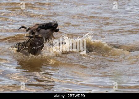 Blaues wildebestes, brindeltes gnu (Connochaetes taurinus), das vom Nilkrokodil (Crocodilus niloticus) beim Überqueren des Mara-Flusses, Serengeti-Nation, angegriffen wird Stockfoto