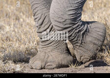 Afrikanische Elefantenfüße (Loxodonta africana) schließen Fuß zu Fuß, Ngorongoro-Schutzgebiet, Tansania. Stockfoto