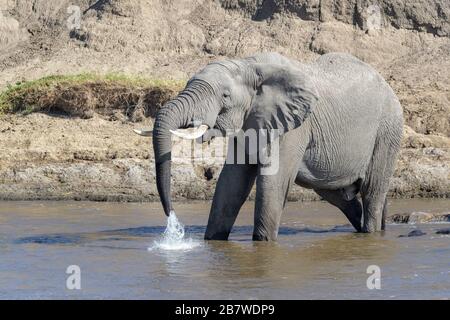 Afrikanischer Elefant (Loxodonta africana) bullt Trinkwasser am Fluss, Mara-Fluss, Serengeti-Nationalpark, Tansania. Stockfoto