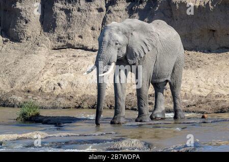 Afrikanischer Elefantenbulle (Loxodonta africana), der den Fluss Mara, den Nationalpark Serengeti, Tansania durchquert. Stockfoto