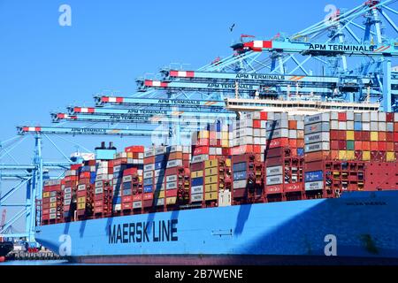 Rotterdam, Niederlande - August 2019; Low-Angle-View und Bildfüllcontainer für "Ship-to-Shore" im Terminal mit zahlreichen Gantry-cra Stockfoto