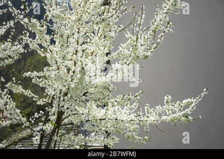 Kirschblüten in voller Blüte Stockfoto