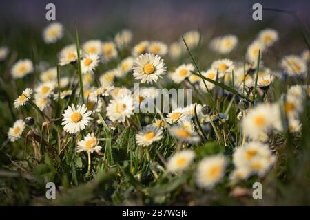 Nahaufnahme von vielen Gänseblümchen auf einem Rasen Stockfoto