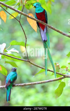 Ein Paar resplendente Quetzalen (Pharomachrus mocinno) thronen im Nebelwald von Costa Rica, Mittelamerika zusammen