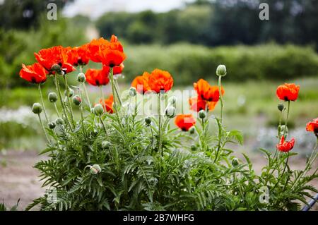 Bunte Nahaufnahme von roten Mohnblumen im Landschaftspark als Frühlingsdekoration. Frischer Frühling Hintergrund auf der Natur Stockfoto