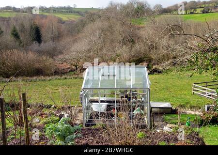 Die Außenansicht des Gewächshauses im Gemüsegarten wurde aufgeräumt, Glasfenster wurden für die Frühlingsbepflanzung in Carmarthenshire Wales UK KATHY DEWITT gereinigt Stockfoto