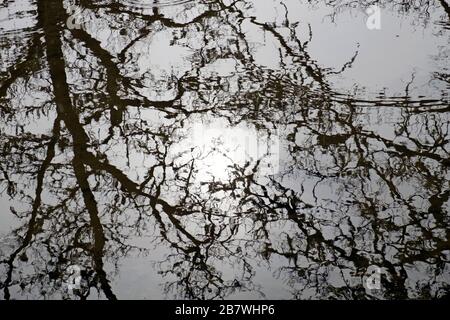 Spiegelung von Ästen ohne Blätter im Frühjahr in einem Gartenteich in Carmarthenshire Wales UK KATHY DEWITT Stockfoto