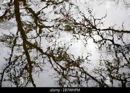 Spiegelung von Ästen ohne Blätter im Frühjahr in einem Gartenteich in Carmarthenshire Wales UK KATHY DEWITT Stockfoto