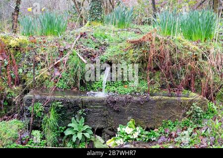 Wasserrinne in einem Waldgarten mit Birnen und wilden Pflanzen in Carmarthenshire Wales UK KATHY DEWITT Stockfoto