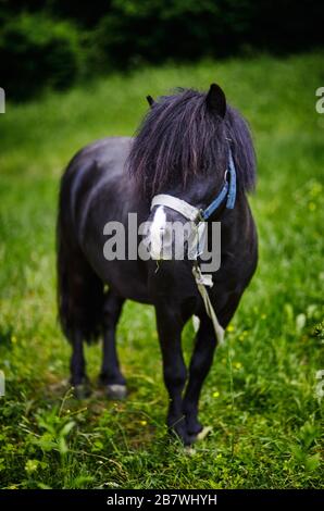 Süßes Pony mit langer Mähne im Naturpark, bei schönem Wetter, das Leben ist gut Stockfoto