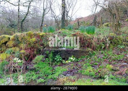 Steinwasserrinne in einem Waldgarten mit Hostas, Narzissen, Primeln, Frühlingszwiebeln und Wildpflanzen in Carmarthenshire Wales UK KATHY DEWITT Stockfoto