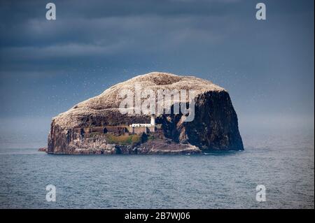 Steile Klippen des Bass Rock. Auf der steilen Insel befinden sich eine Gannet und eine andere seabrile Kolonie in der Nordsee vor der ostlothianischen Küste im Zentrum Schottlands Stockfoto