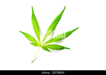 Isoliertes Cannabisblatt auf weißem Hintergrund Stockfoto