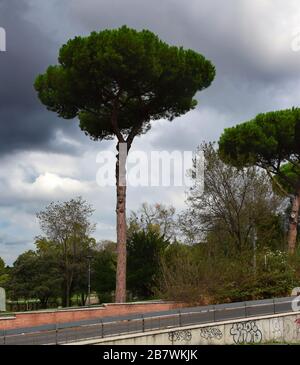 Italienische Bäume im Park Villa Borghese in Rom Stockfoto