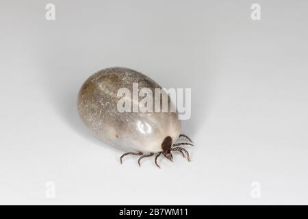 Makro der vollumfänglich verschmierten europäischen Castor-Bean-Zecke mit geschwollenem Abdomen auf weißem Latexhintergrund Stockfoto