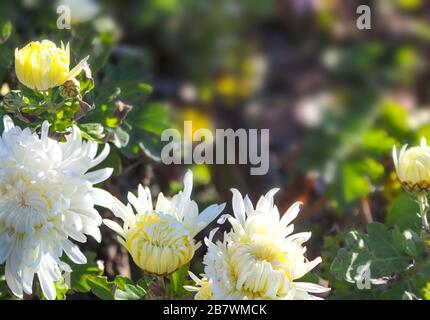 Chrysanthemum im Park. Haufen weißer Chrysanthemumblüten. Stockfoto