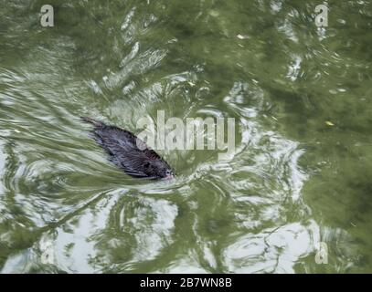 Der Muskrat (Ondatra zibethicus) schwimmt im Wasser Stockfoto