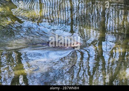 Der Muskrat (Ondatra zibethicus) schwimmt im Wasser Stockfoto