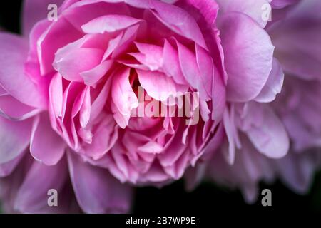 In den Sommermonaten blüht eine große rosafarbene Rose in voller Blüte Stockfoto