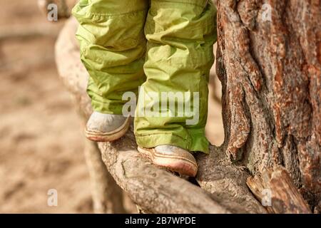 Tiefer Abschnitt eines Kindermädchens in warmer Kleidung, das Anfang des Frühlings im März in Deutschland über riesige Wurzeln einer Kiefer klettert Stockfoto