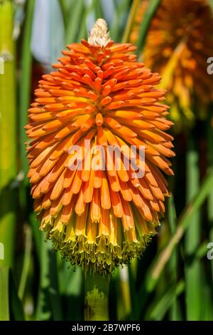 Eine einzige große Blüte, die im Allgemeinen als "Red Hot Poker" bekannt ist. Eine sommerliche blühende Pflanze, die die ganze Saison blüht. Stockfoto