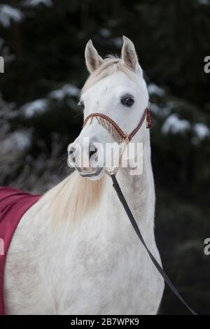 Reinrassige arabische Stute, grau, im Porträt, im Winter, in Tyrol, Österreich Stockfoto