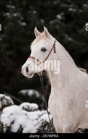 Reinrassige arabische Stute, grau, im Porträt, im Winter, in Tyrol, Österreich Stockfoto