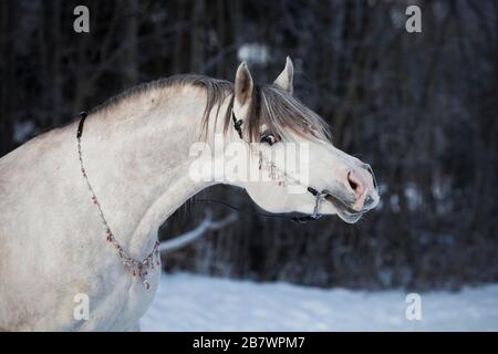 Gründlicharabischer Hengst, grau, im Porträt, im Winter, in Tyrol, Österreich Stockfoto