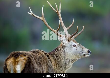 Rotwildhirsch Cervus elaphus Stockfoto