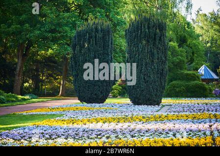 Pansy-Teppich in einem Park (Viola tricolor var. hortensis) Stockfoto