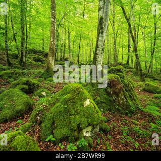 Unberührter Wildwald im Nationalpark Berchtesgaden, mit Moos und Flechten bewachsene Bäume und Felsen, Berchtesgadener Land, Oberbayern, Deutschland Stockfoto