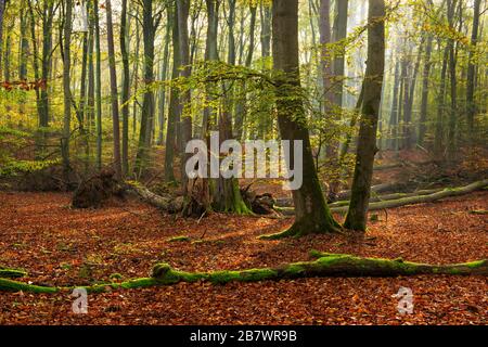 Unberührter Buchenwald im Herbst scheint Sonne durch Nebel, Nationalpark Mueritz, Untergebiet Serrahn, UNESCO-Weltkulturerbe Neubuche Stockfoto