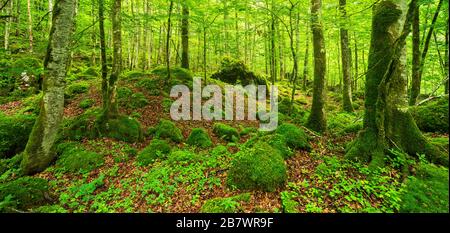 Unberührter Wildwald im Nationalpark Berchtesgaden, mit Moos und Flechten bewachsene Bäume und Felsen, Berchtesgadener Land, Oberbayern, Deutschland Stockfoto