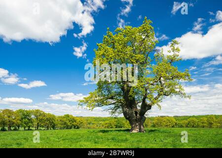 Wiese mit altem Gnarbigen Einzeleichen (Quercus robur) im Frühjahr unter blauem Himmel, ehemaliger Hüttenbaum, Reinhardswald, Hessen, Deutschland Stockfoto