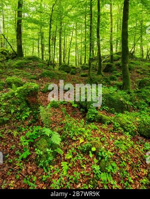 Unberührter Wildwald im Nationalpark Berchtesgaden, mit Moos und Flechten bewachsene Bäume und Felsen, Berchtesgadener Land, Oberbayern, Deutschland Stockfoto