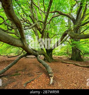 Riesenzwischenbuche (Fagus sylvatica) und Eiche (Quercus robur) in einem ehemaligen Hüttenwald im Frühjahr, Frischgrün, Reinhardswald, Urwald Sababurg Stockfoto