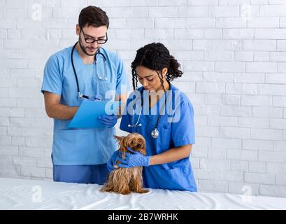 Tierärztliches Doc und Krankenschwester mit niedlichem Yorkshire Terrier in der Klinik, Kopierraum Stockfoto