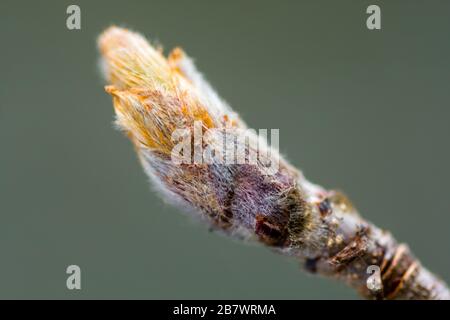 Rowan Baum Sorbus Aucuparia Blattknospen Stockfoto
