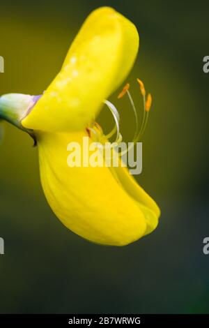 Besen Cytisus scoparius gelbe Blumen in Nahaufnahme Stockfoto