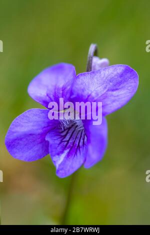 Behaarte violette Viola hirta blaue Blumen Stockfoto