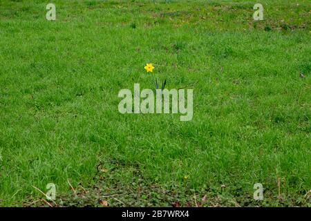 Einzeldaffodil, das allein in der Mitte steht und von Gras umgeben ist, auch Narcissus pseudonarcissus genannt Stockfoto