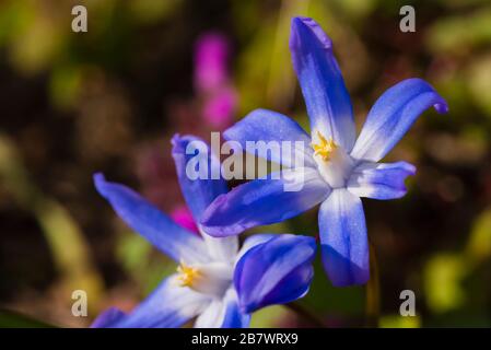 Makrofoto einer violetten Blume, Chionodoxa luciliae, Ruhm des Schnees Stockfoto