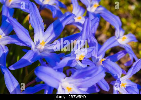 Makrofoto einer violetten Blume, Chionodoxa luciliae, Ruhm des Schnees Stockfoto